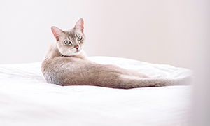 Estrés, ansiedad y problemas de comportamiento